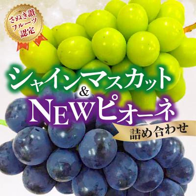 ふるさと納税 三豊市 [2026年発送・さぬき讃フルーツ認定]シャインマスカット&amp;NEWピオーネ詰め合わせ