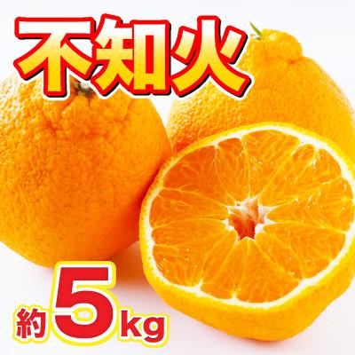 ふるさと納税 山鹿市 熊本県産 不知火(しらぬい) 約5kg (山鹿市)