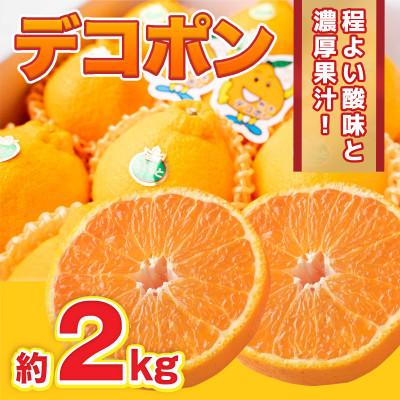ふるさと納税 水俣市 [2026年12月より順次発送]熊本県産 デコポン 約2kg (水俣市)