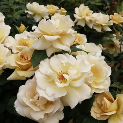 ふるさと納税 坂城町 バラ苗 「Rose for You 1鉢」大苗 / ぼかし肥料