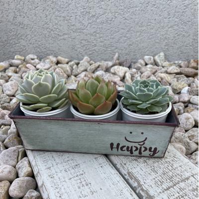 ふるさと納税 矢吹町 癒しの多肉植物3苗&amp;パウンドリメ缶1点 計4点セット