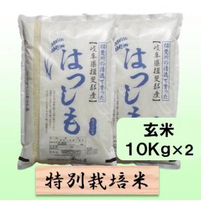 ふるさと納税 池田町 【令和8年産】特別栽培米 20kg【玄米】(ハツシモ