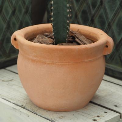 ふるさと納税 朝倉市 柱サボテンの鉢植え(つぼ丸型鉢17cm)_1