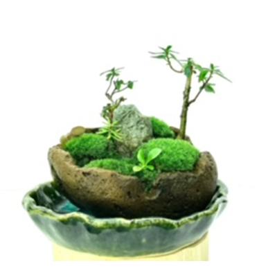 ふるさと納税 豊川市 癒しの苔盆景軽石季節な植物ツツジ 自然の美しさを手元で感じることができる癒しのアイテムです。