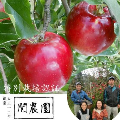 ふるさと納税 松川町 創業100年!関農園の特別栽培認証 紅玉 約4.5kg 長野県 南信州