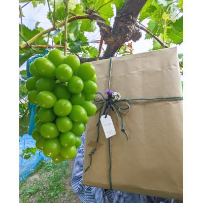 ふるさと納税 岡山市 [先行受付]令和8年9月以降発送[家庭用]岡山古来のシャインの木より完熟大房シャインマスカット1房