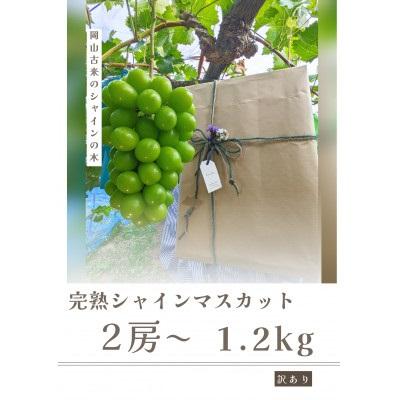ふるさと納税 岡山市 [先行受付]令和8年9月以降発送[ご家庭用]農家直送完熟シャインマスカット1.2kg(2房〜)