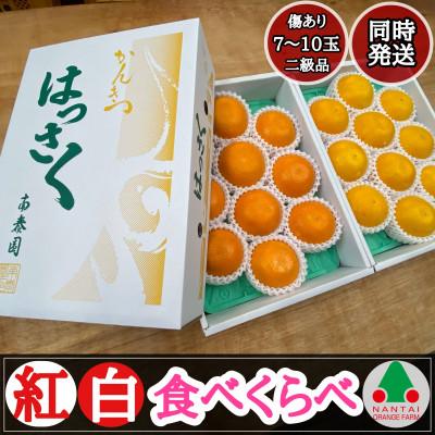 ふるさと納税 有田川町 有田はっさく 紅白 食べくらべ 化粧箱