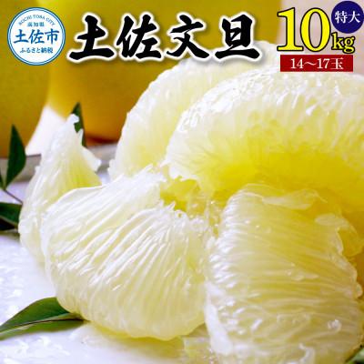ふるさと納税 土佐市 やの一果彩の園主こだわり土佐文旦10kg特大4L(14玉〜17玉)[2026年1月下旬〜発送予定]