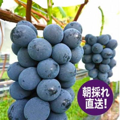 ふるさと納税 生坂村 濃厚!ナガノパープル 種なし皮ごと 2房 約1kg