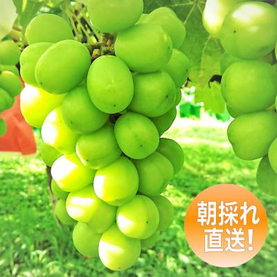 ふるさと納税 生坂村 [旬の味覚]朝採れ直送! シャインマスカット 2房 約1kg