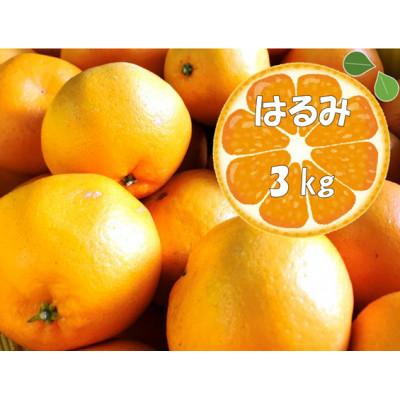 ふるさと納税 南伊豆町 湯の花のはるみ3kg