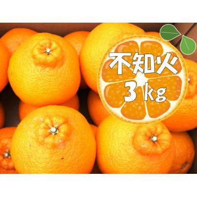 ふるさと納税 南伊豆町 湯の花の不知火3kg