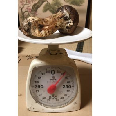 ふるさと納税 坂城町 坂城町産収穫　松茸　約1kg |  | 02