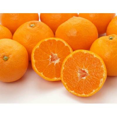 ふるさと納税 湯浅町 [先行受付2026年11月より発送]ご家庭用有田みかん約2kg