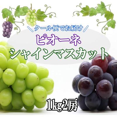 ふるさと納税 笛吹市 先行予約 2026発送 クール便でお届け ピオーネ&amp;シャインマスカット 食べ比べセット 1kg 2房