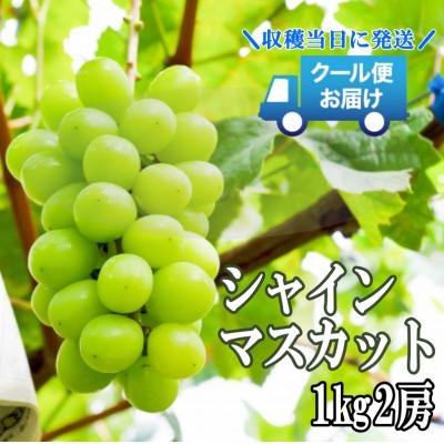 ふるさと納税 笛吹市 先行予約 2026発送分 クール便発送 シャインマスカット 1kg 2房