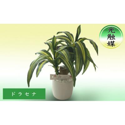 ふるさと納税 芦別市 造花 ドラセナ 光触媒加工済み