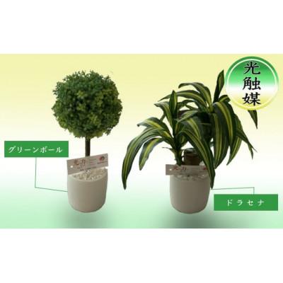 ふるさと納税 芦別市 造花 ドラセナ&amp;グリーンボール セット 光触媒加工済み