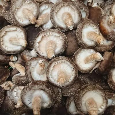 ふるさと納税 人吉市 熊本県人吉産 原木栽培生しいたけ「にく丸くん(中サイズ)」1.2kg