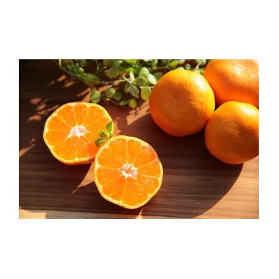 ふるさと納税 湯浅町 主井農園の高級松兵衛みかん お試し用 1kg