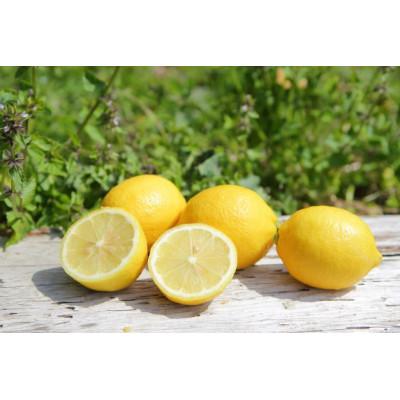 ふるさと納税 湯浅町 2026年2月下旬より発送 主井農園の国産レモン お試し用 1kg