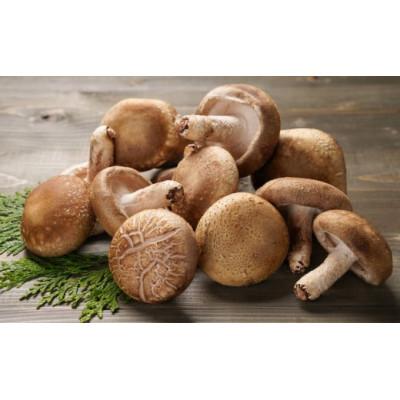 ふるさと納税 糸魚川市 しいたけ本来の味を伝えたい!採ってすぐにこだわった 焼山しいたけ 1kg