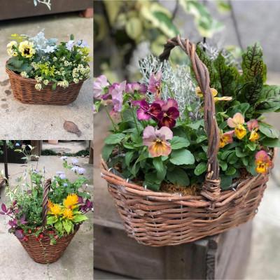 ふるさと納税 我孫子市 庭びよりの季節の寄せ植え おまかせSサイズ