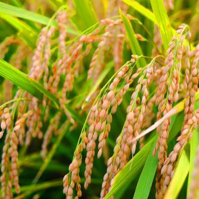 ふるさと納税 芸西村 令和7年産　無洗米コシヒカリ3キロ |  | 02