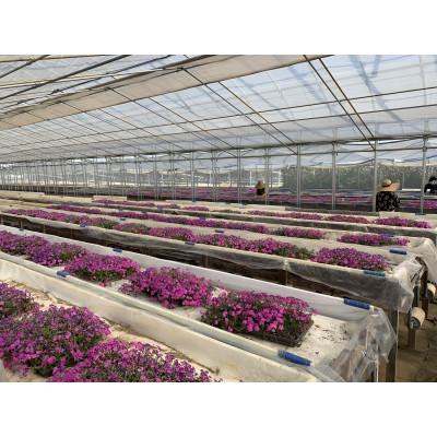 ふるさと納税 八街市 芝桜苗【ダニエルクッションピンク 15ポット