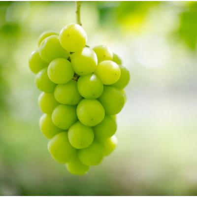 ふるさと納税 笛吹市 [先行受付]HOPE園の樹上完熟シャインマスカット「ご家庭用約1kg2房」