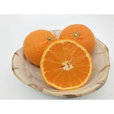 ふるさと納税 唐津市 南津海みかん(なつみみかん)2.5kg[令和8年3月下旬〜発送]