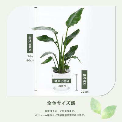 ふるさと納税 指宿市 【観葉植物】オーガスタ 70cm〜90cm(IB086-013