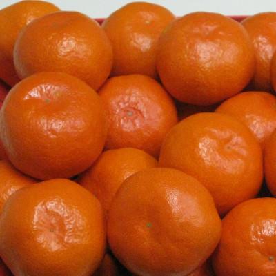 ふるさと納税 東かがわ市 小原紅早生みかん(大玉サイズ)約5kg