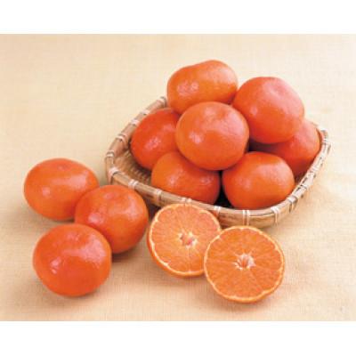 ふるさと納税 東かがわ市 こつぶ小原紅早生みかん(ご家庭用) 約3.5kg