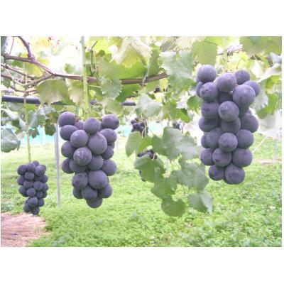 ふるさと納税 生坂村 種あり巨峰　バラ房・バラ粒パック(420g×6パック)【2026年度出荷分】 |  | 01