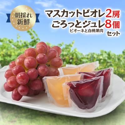 ふるさと納税 津山市 [2026年度発送分]朝採れ新鮮マスカットビオレ2房&amp;ピオーネと白桃果肉ごろっとジュレセット