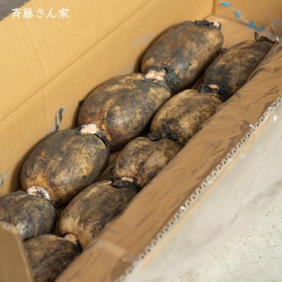 ふるさと納税 宇城市 【先行予約】 熊本県産 宇城市 レンコン 斉藤さん家の 「生」 れんこん 約2kg |  | 03
