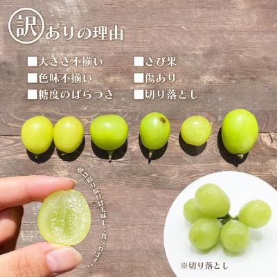 ふるさと納税 笛吹市 山梨県笛吹市産　訳あり　粒1kg以上(+保証分50g)　シャインマスカット(種なしぶどう)フルーツ |  | 01