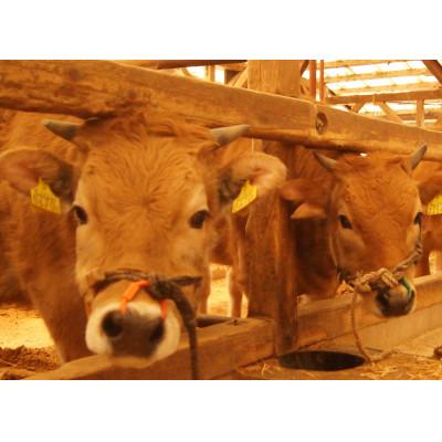 ふるさと納税 本山町 土佐あかうし　小間切れ　500g |  | 03