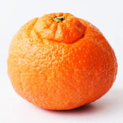 ふるさと納税 八幡浜市 愛媛の高級柑橘の一つ!「甘平(かんぺい)」約2.5kg入【訳あり】【C28-41】 |  | 01