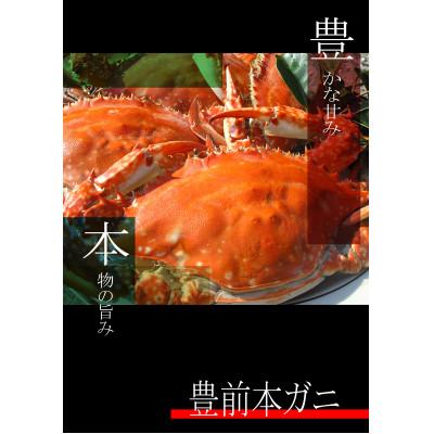 ふるさと納税 豊前市 宇島漁港直送!豊築漁協の「豊前本ガニ」メス大2匹