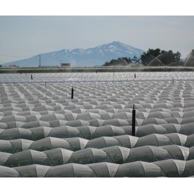 ふるさと納税 鶴岡市 【2027年先行受付】鶴岡産アンデスメロン　3玉〜5玉(約5kg) |  | 01