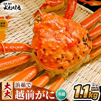 ふるさと納税 美浜町 [2026年11月より順次発送]越前がに 大大サイズ1杯 獲れたて★茹でたてをその日に発送致します