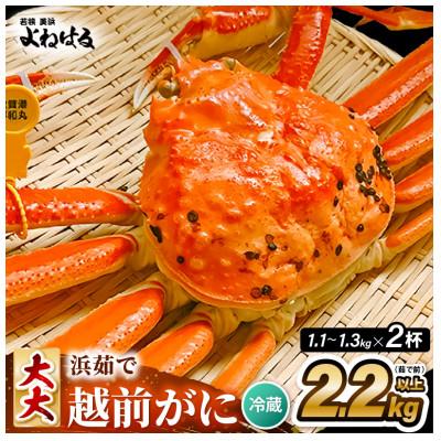 ふるさと納税 美浜町 [2026年11月より順次発送]越前がに 大大サイズ2杯 獲れたて★茹でたてをその日に発送致します