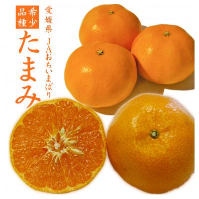 ふるさと納税 上島町 [先行受付]たまみ L〜Sサイズ 2.5kg 愛媛県 JAおちいまばり