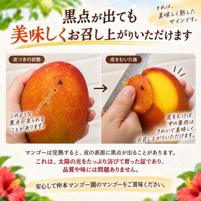 ふるさと納税 今帰仁村 【2027年6月下旬から順次発送・家庭用】仲本マンゴー園のアーウィンマンゴー2kg(3〜6玉) |  | 03
