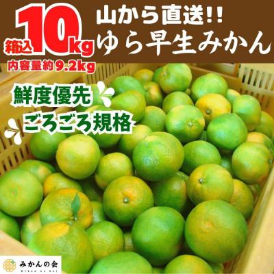 ふるさと納税 有田川町 ゆら早生 みかん 山から直送 箱込 10kg (内容量 9.2kg) 採れたてそのままごろごろ規格