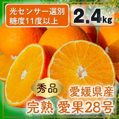 ふるさと納税 松山市 完熟愛果28号(紅まどんなと同品種)秀品2.4kg(8個〜15個) 2025年11月下旬順次発送