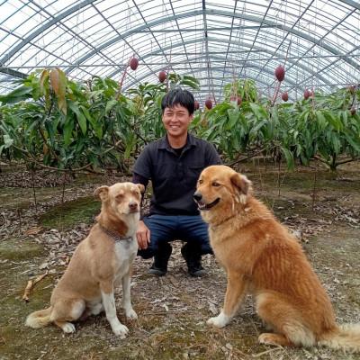 ふるさと納税 糸満市 【2027年発送】かねよしマンゴーの甘くとろけるマンゴー1kg(家庭用) |  | 02